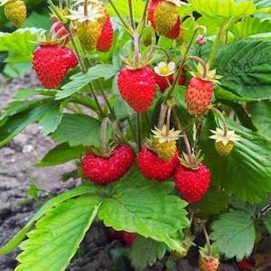 Strawberry Seeds - Alpine Strawberry Seeds - Canada Seed - New