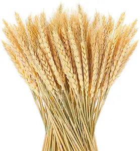 150 Pieces Natural Dried Wheat Stalks Golden Wheat Sheaves Stems Fall Harvest Wh