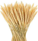 150 Pieces Natural Dried Wheat Stalks Golden Wheat Sheaves Stems Fall Harvest Wh