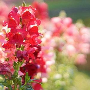 500 Snapdragon Seeds - Wolf's Maw Flowers Garden Plant - Reproducible Peasant Seeds - Untreated