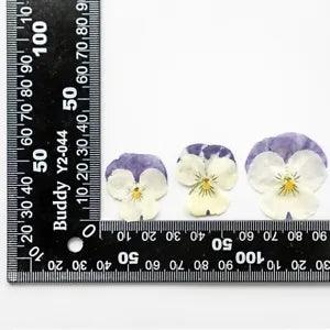 12PCS Real Pressed Dry Pansies/Violas Flower for art candle craft FSS47 #6