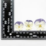 12PCS Real Pressed Dry Pansies/Violas Flower for art candle craft FSS47 #6