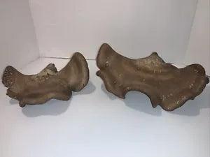 Dried Mushrooms Fungus Crafts Art Tree Shelf Mushroom ~ Lot of 2