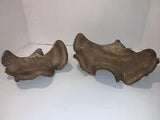 Dried Mushrooms Fungus Crafts Art Tree Shelf Mushroom ~ Lot of 2