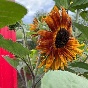 Sunflower Seeds (10) - Velvet Queen Sunflower