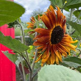 Sunflower Seeds (10) - Velvet Queen Sunflower