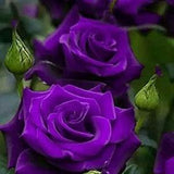 Purple roses seeds- 20 seeds - codeA 004