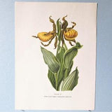 Wild flower Yellow Lady's Slipper Botanical Art Print/ Vintage Wildflower orchid Book Plate 37 Lithograph Wall Art to frame/ 7 3/4 X 10 3/8"