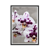 Botanical Photograph Print, Orchid Print, Spotted Orchid, Flower Print, Floral Photography, Flower Wall Art, Home Wall Photograph