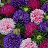 100+ Mixed Aster Crego  Flower Seeds--Colorful Callistephus Chinensis--B054