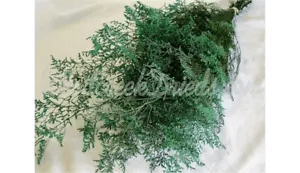 PRESERVED DYED DARK EMERALD GREEN CASPIA FLORAL FOLIAGE FILLER FLOWER