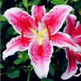 20 SEEDS for Light Pink LILY RARE flower bloom exotic bush home plant USA Seller
