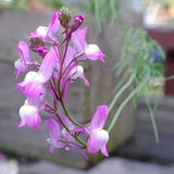 Baby Snapdragon Seeds - Toadflax -  Linaria maroccana Annual Flower Seeds