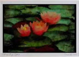 Wild Flowers Plants 013138 Pink Water Lilies Limited Edition Watercolour Print