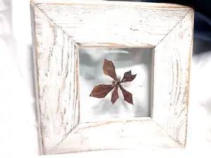 Barn Wood Framed Pressed Dried Single Flower Autumn Colors MCM 4X4 Int, 9X9 Ext