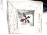 Barn Wood Framed Pressed Dried Single Flower Autumn Colors MCM 4X4 Int, 9X9 Ext