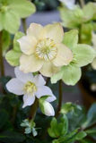 Hell¡§?bore blanc : culture des vari¡§?t¡§?s ¡§¡è fleurs blanches Flower Delivery