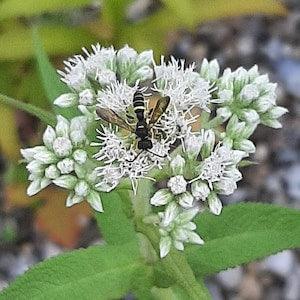 Common Boneset