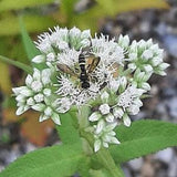 Common Boneset