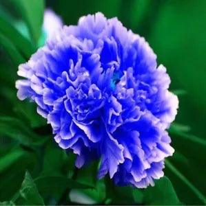 20 SEEDS for Light Blue PEONIES rare flowering blossom exotic plant USA Seller