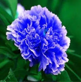 20 SEEDS for Light Blue PEONIES rare flowering blossom exotic plant USA Seller