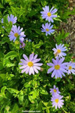 Blue Star Kalimeris or False Aster loves heat and humidity! - Pet Scribbles Flower Delivery