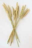 50PCS wheat stalks | dry wheat | country wheat | wheat bundle