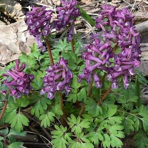 PURPLE CORYDALIS Solida Fumewort Woodland Flowering Perennial, 5 Rare Seeds