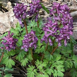 PURPLE CORYDALIS Solida Fumewort Woodland Flowering Perennial, 5 Rare Seeds