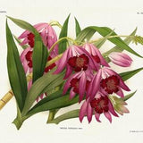 Orchid No. 452, 1885, Linden auth., botanical print (giclee) on canvas, 50x70cm. or 20x25" approx.