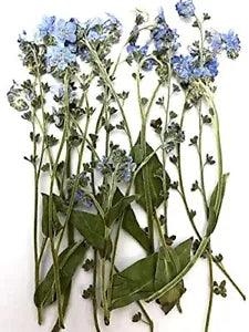 12 pcs Blue Forget Me Not with Stem Real Natural Dried Pressed Flowers for