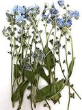 12 pcs Blue Forget Me Not with Stem Real Natural Dried Pressed Flowers for