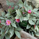 BALEARIC PEONY Red Stems! Majorcan Paeonia Cambessedesii Hardy Shrub, 3 Rare Seeds