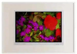 Wild Flowers Plants 013042 Purple Browalia With Red Ranunculus Watercolour Pict