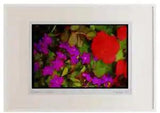 Wild Flowers Plants 013042 Purple Browalia With Red Ranunculus Watercolour Pict