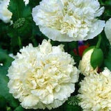 50 seeds Poppy Growing Giant Double Cream Peony Paeoniflourum Poppy