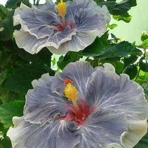 679 Marshmallow 10 Hibiscus Seeds Hibiscus Seeds Hibiscus Ace Color Hibiscus Seeds