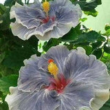 679 Marshmallow 10 Hibiscus Seeds Hibiscus Seeds Hibiscus Ace Color Hibiscus Seeds