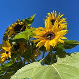 Giant Yellow Branching Sunflower 50 Seeds
