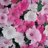 50+  Lavatera Mixed Beauty Flower Seeds-LAVATERA TRIMESTRIS---B152