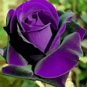 10 Pcs Purple Flower Rose seeds Rare Amazingly Beautiful Purple Rose Flower Seed