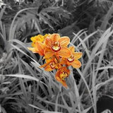 Orange Orchid, Nature Photo, Botanical, Accent Piece, Last available print