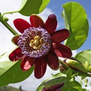 Winged-Stem Passion Fruit Flower - Passiflora Alata - Rare 'Fruit' Seeds - Winged Passion Flower, Perfumed Passion Fruit,Fragrant Granadilla