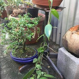 2 vanilla plants from Reunion Island (Vanilla bourbon vanilla planifolia) M