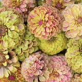10+ seeds / Queen Lime with Blush Zinnia Flower Seeds / Flower Seeds / Zinnia elegans / Summer Flower /(#9)