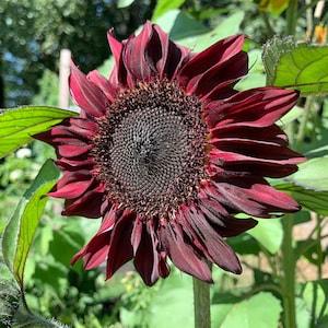 Red Wave Sunflower Seeds, Waist-High Burgundy Sunflowers 3-4 Feet, 25 Seeds // Non-GMO, helianthus annuus