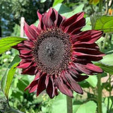 Red Wave Sunflower Seeds, Waist-High Burgundy Sunflowers 3-4 Feet, 25 Seeds // Non-GMO, helianthus annuus