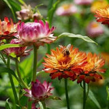 Strawflower Seeds Canada, Mixed Color Straw Flower Seeds, Golden Everlasting, Helichrysum, Annual Flower, Perennial Seeds, Plant Seeds