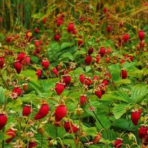WILD STRAWBERRY RED Fragaria Vesca Native 10 Seeds