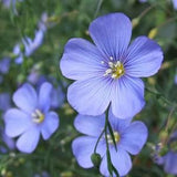100 Seeds-Blue Flax Wildflower Seeds-Linum Perenne--Excellent drought tolerant Perennial Flower-PV657